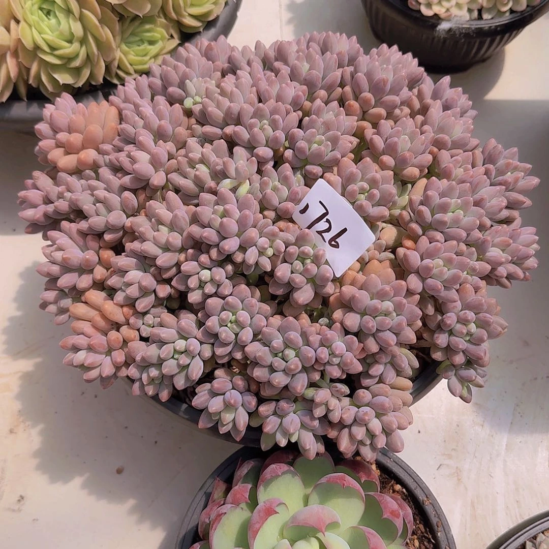 小***～1726星黛露多肉植物