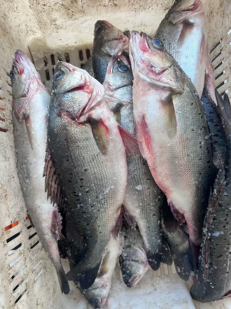 当地鲈鱼-3斤两条鱼顺丰包邮