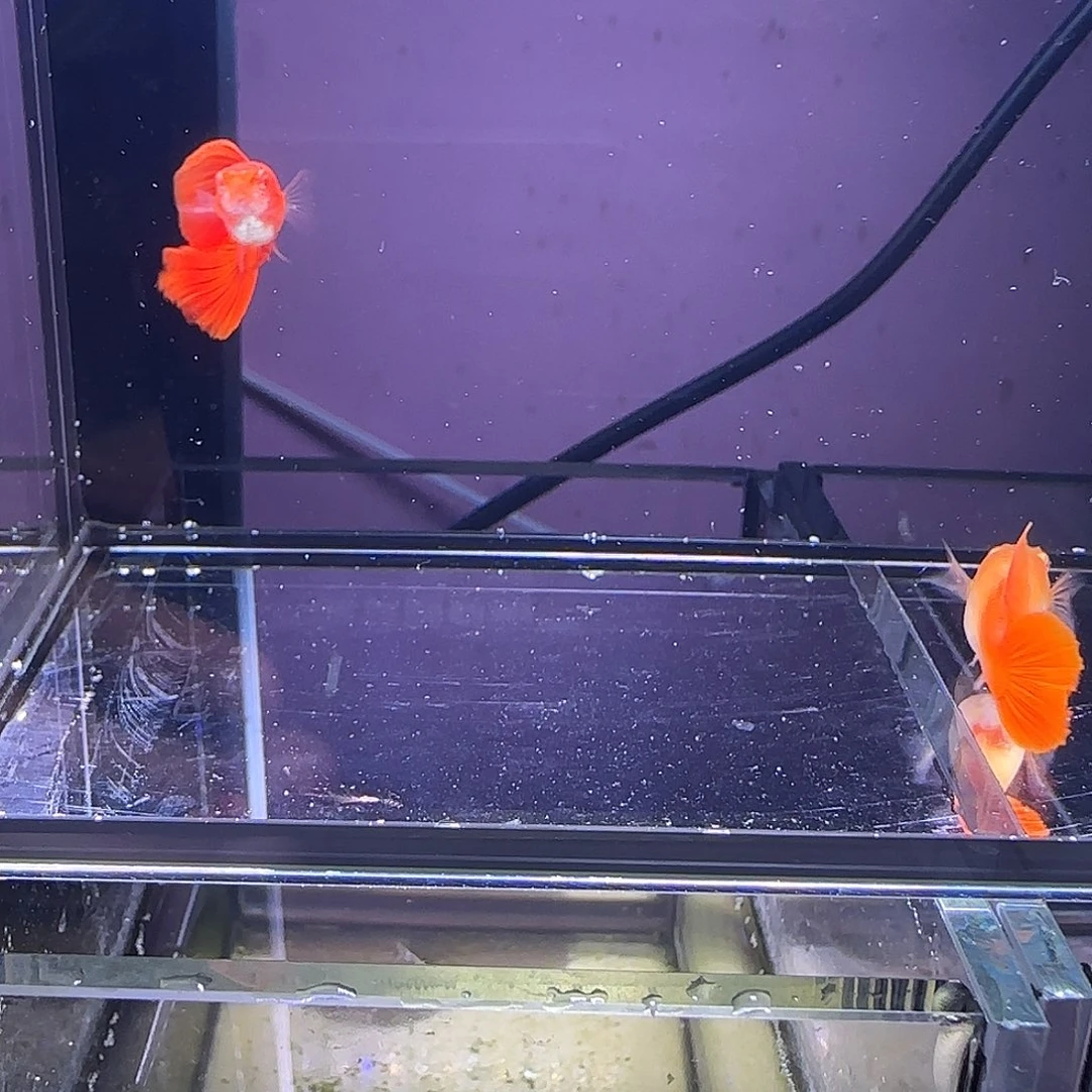 孔雀鱼血红小圆尾一对