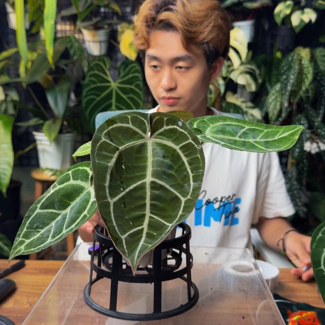 月***鱼无花朵一物一拍Y111