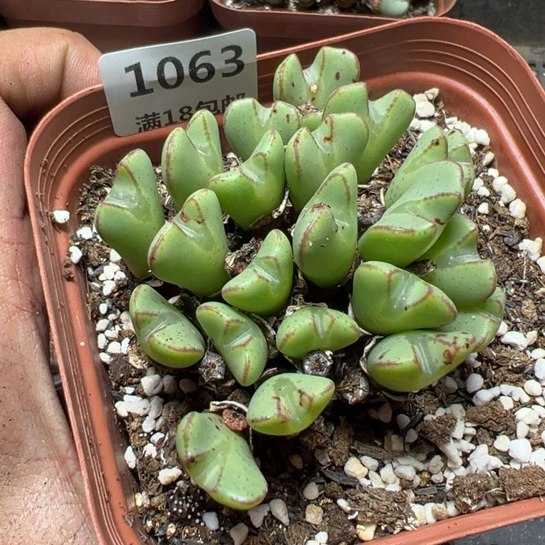 【闪购商品】 1063。