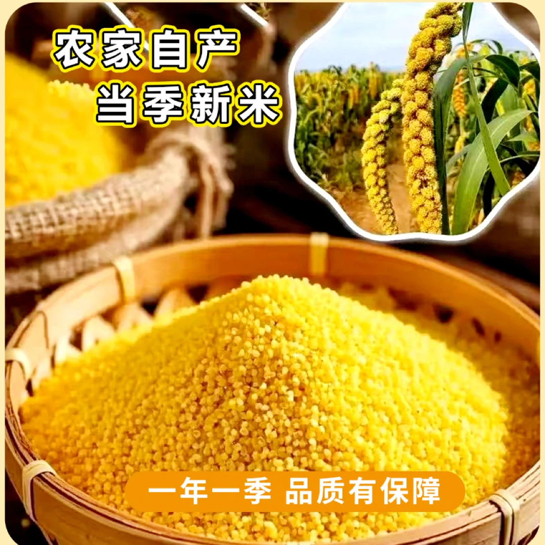 农家自产小米营养丰富黏糯可口