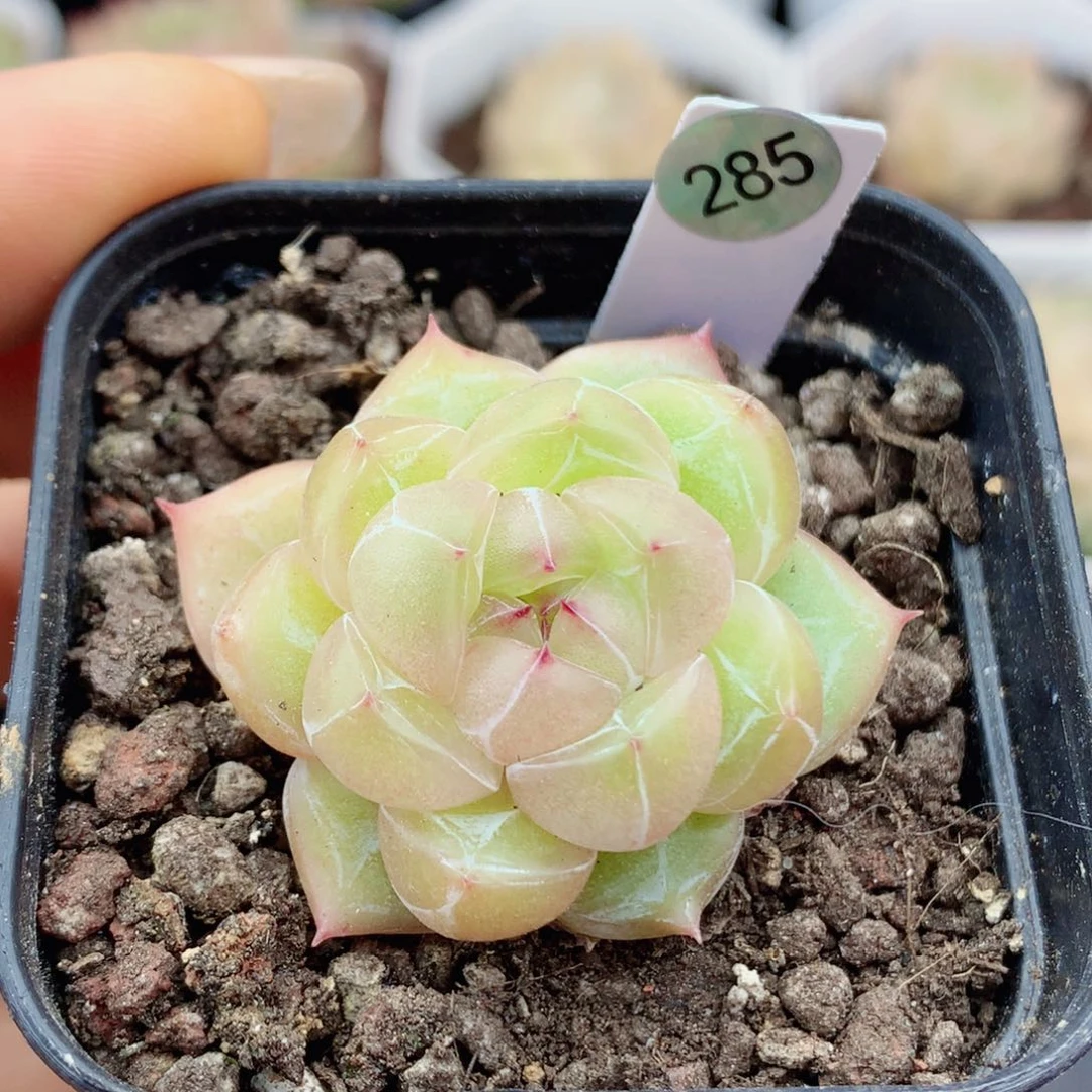 钻石58包邮  群生不包整285