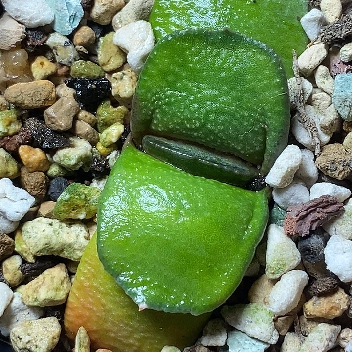 不带盆脱土裸根发货