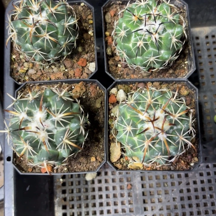 实生钢钉好养皮实好活