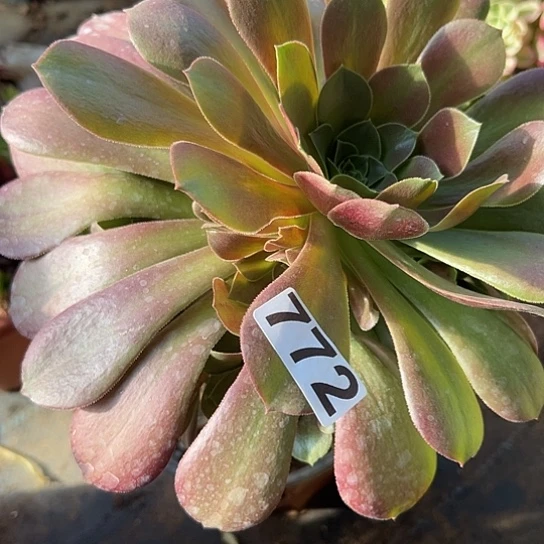 用****7多肉植物一个