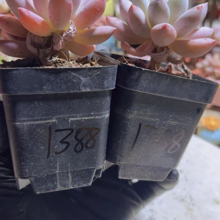 三***牛一物一拍编号1388 1388