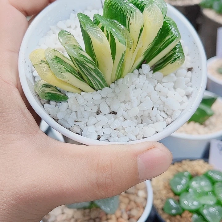 玉扇镜新手好养的