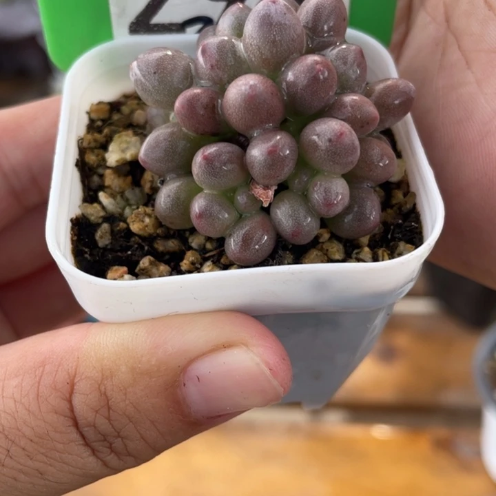 用***5297号桃花奶啊啊啊啊啊啊啊啊啊