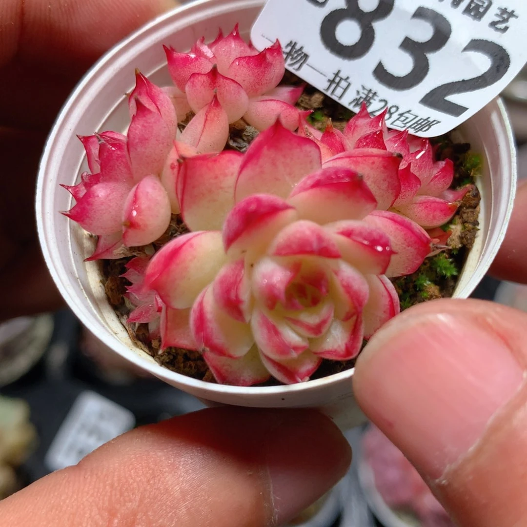 5CM拇指盆精控多肉ZB832