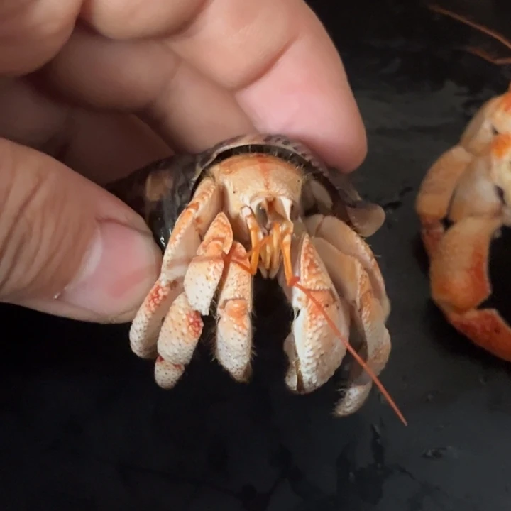 闪15号西柚粉毛球2.3口径