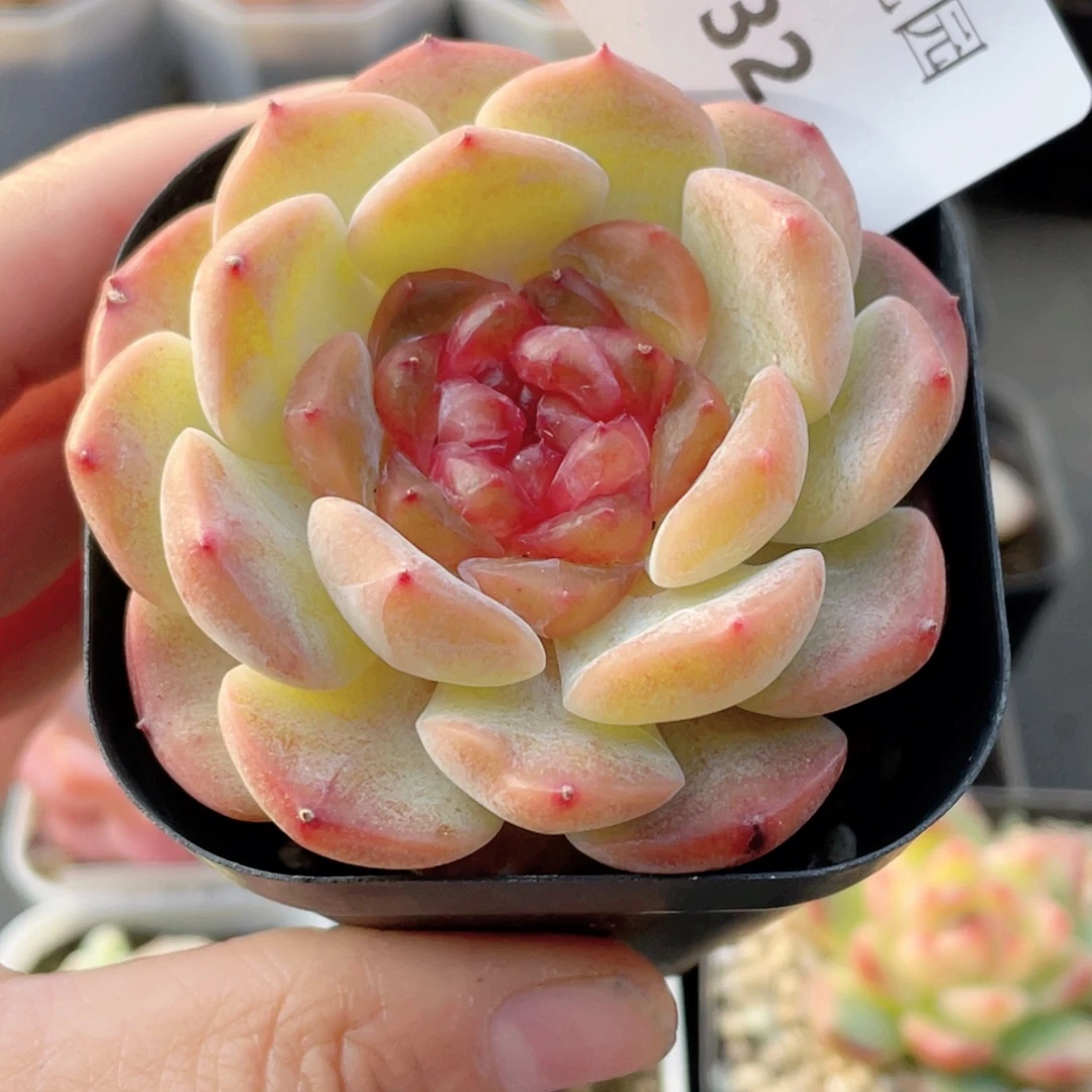 732号糖心冰心珍妮 云柚