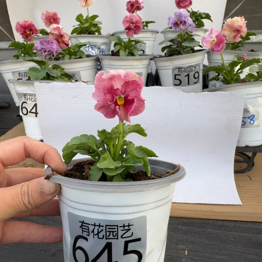 无花朵琪****e645号角堇