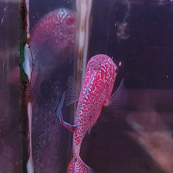 罗汉鱼2222222222222