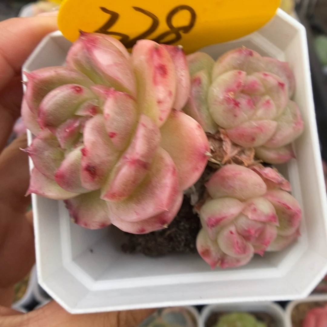 珍妮麦秆石化328号