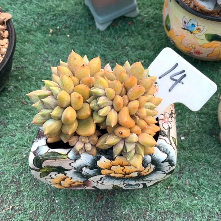 红家牙14号码牌子的话题