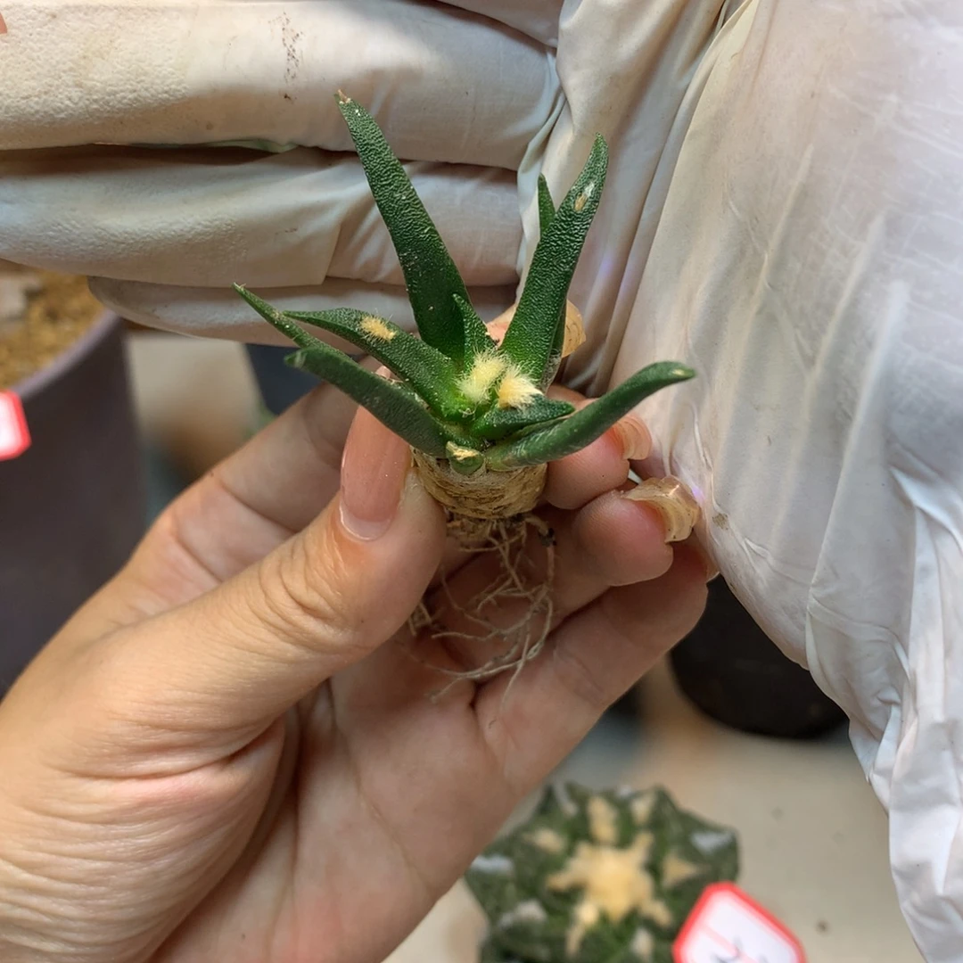 26号 实生龙舌兰岩牡丹