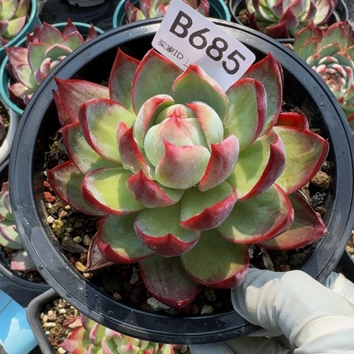 惊鸿仙子 685..........