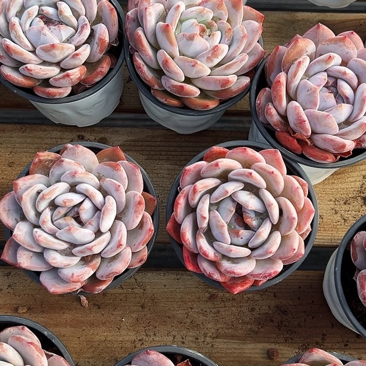 大单头       橙梦露