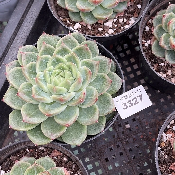 阿雅园艺。         3327钻石珍妮