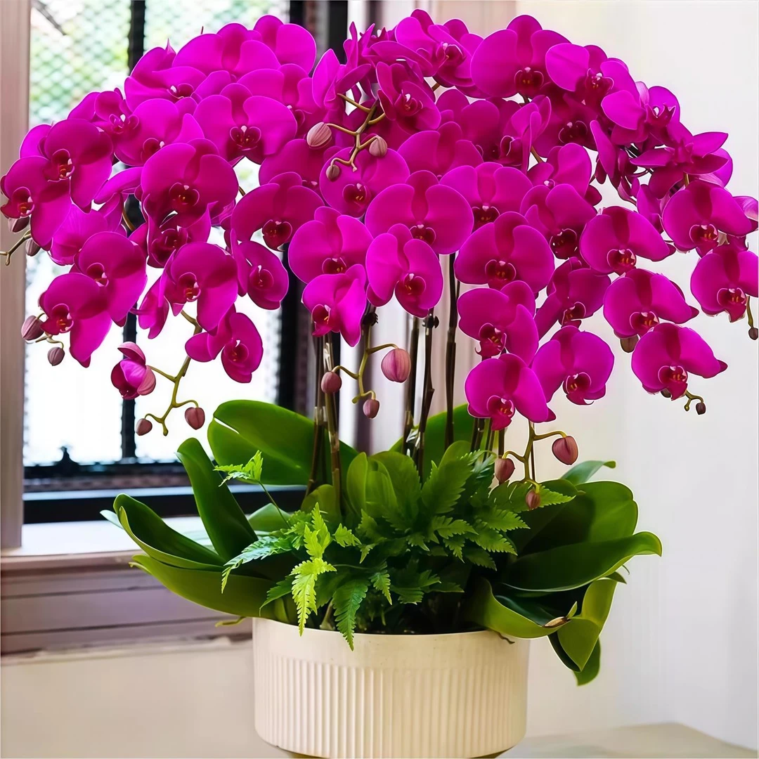 蝴蝶兰盆栽带花剑带花苞花卉秋冬客厅兰花大苗室内植物四季好养活