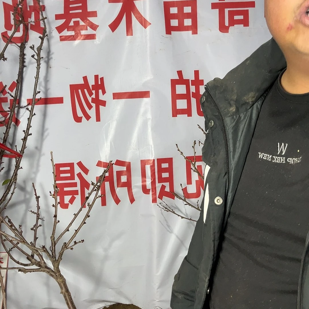 任***果完全开放车厘子树车厘子树