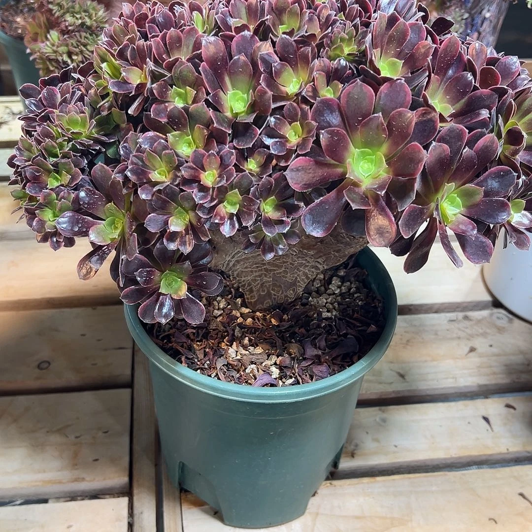 欧嘉莉缀化老桩厚板