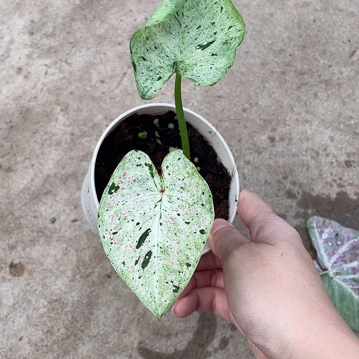 无花朵养定盆栽泰彩
