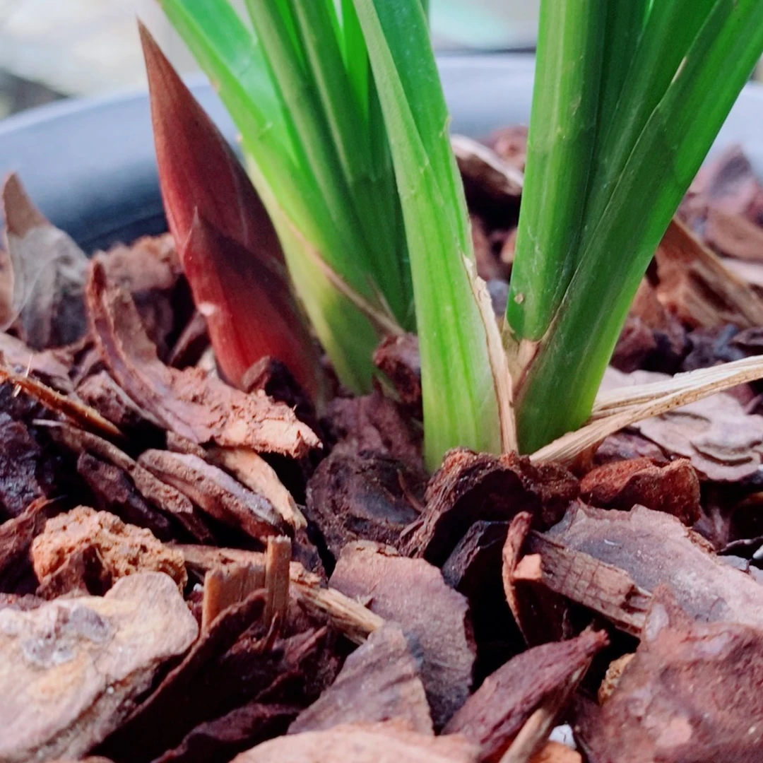 大部分花苞少量开放