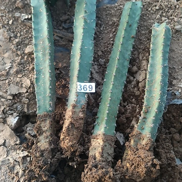 秋***瑟秀浦柱4个西棚369