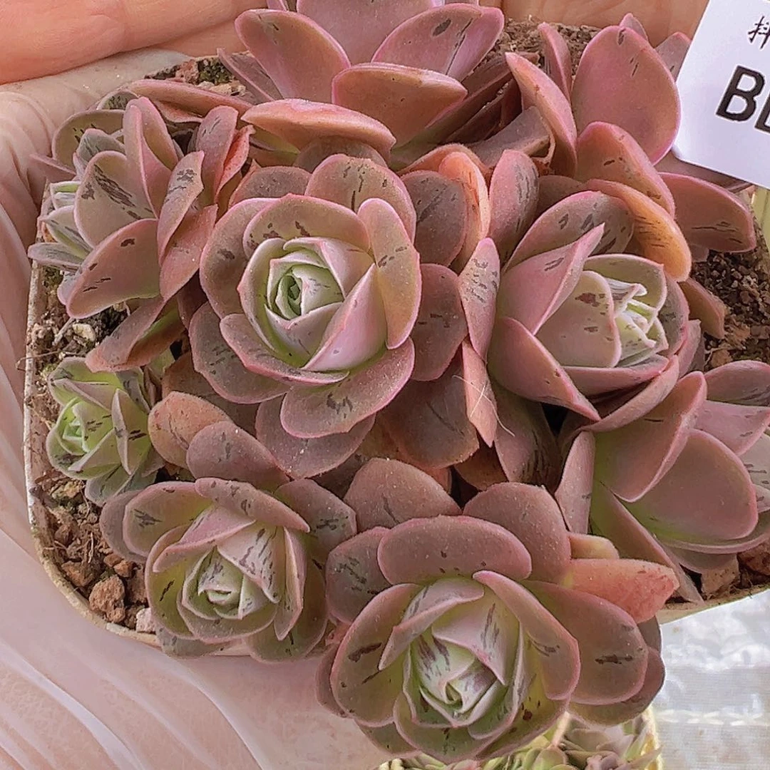 bl022。  黄金群。