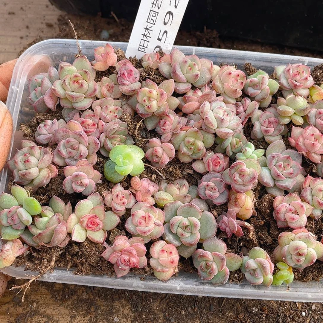 可***爱多肉植物多肉植物592