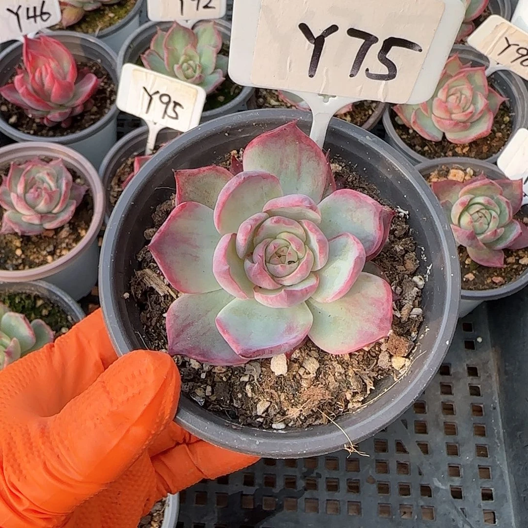 Y*Y75惊鸿单头多肉