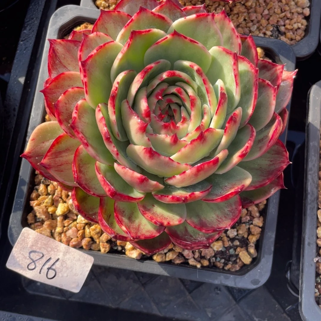 惊鸿仙子冠服17左右