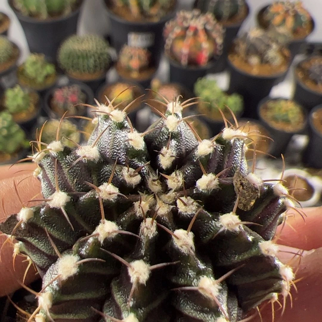 当前无花栽培后可以开花698