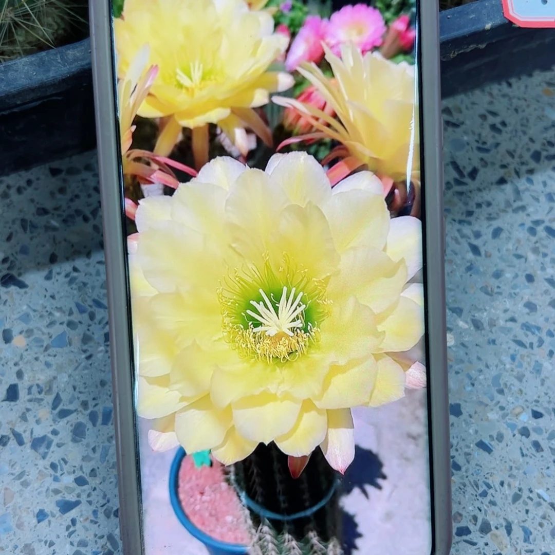 下100毛马可波罗根6公分左右20包邮