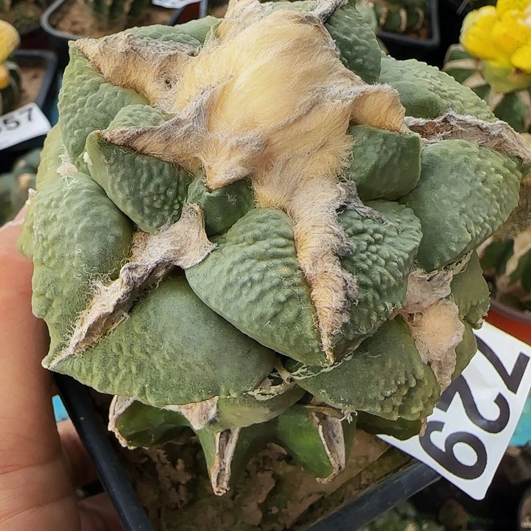 中筋怒涛729仙人球