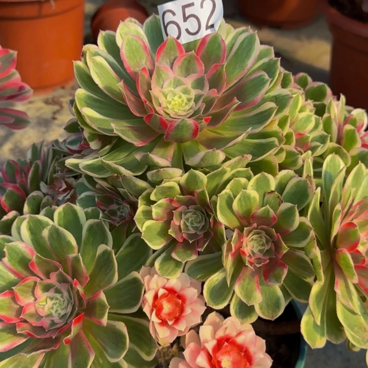 000000000000652孔雀翎