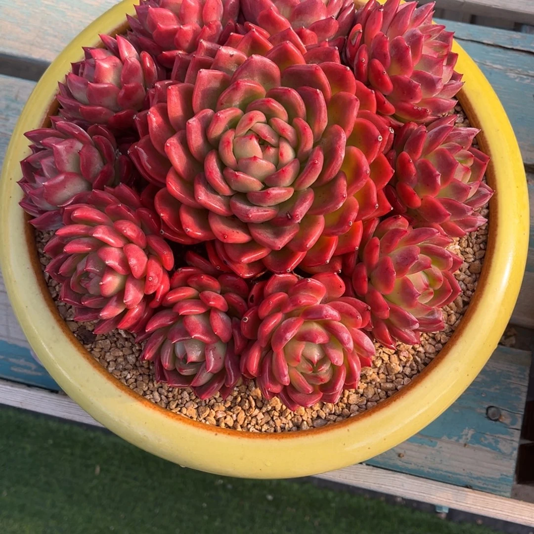 红鸾老桩完美手捧