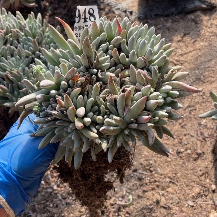 948号雪花多肉植物