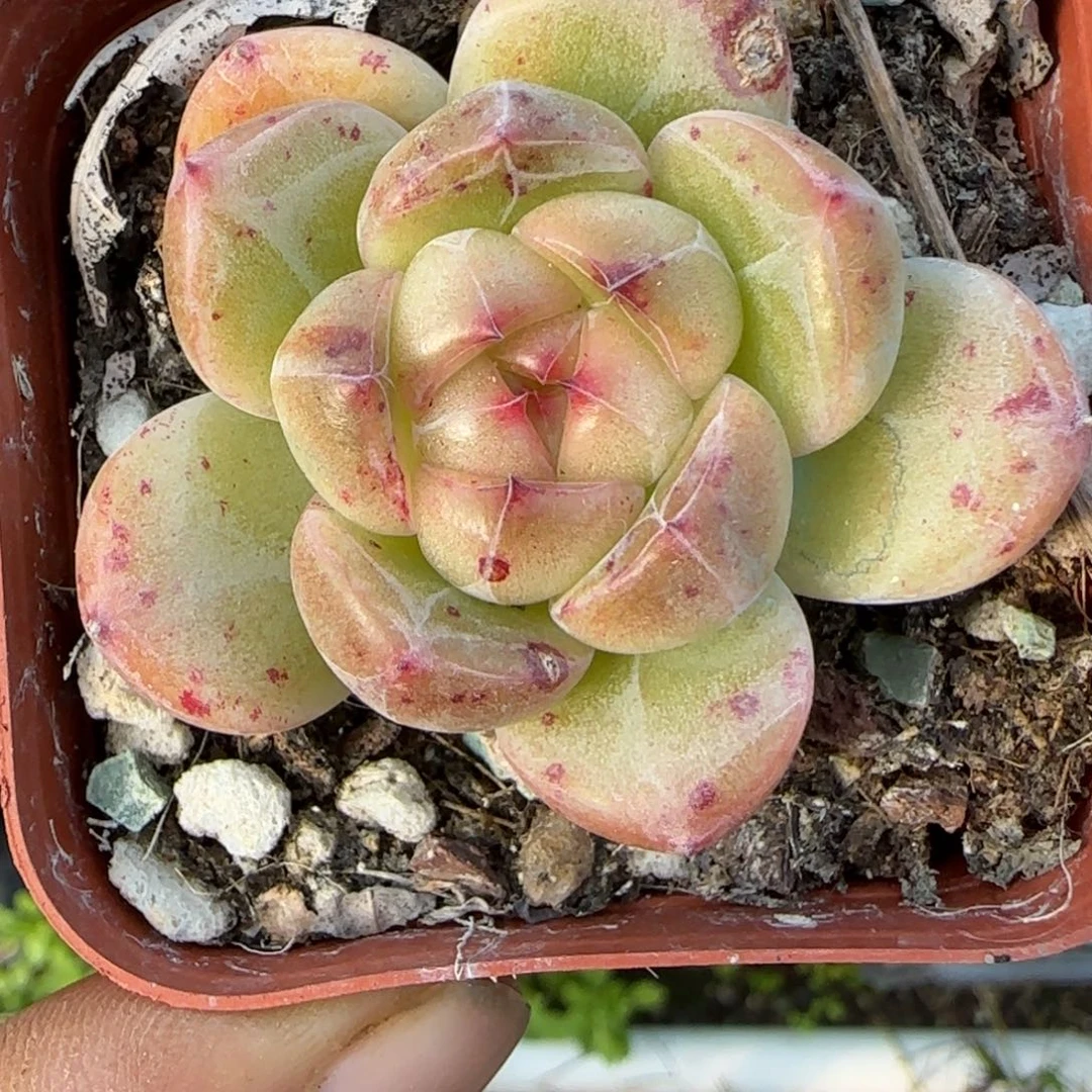 小卡拉米糖心一物一拍