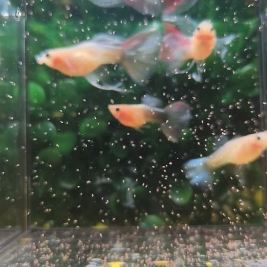 蓝礼服黄化体超粗大c精品玻璃猫孔雀鱼