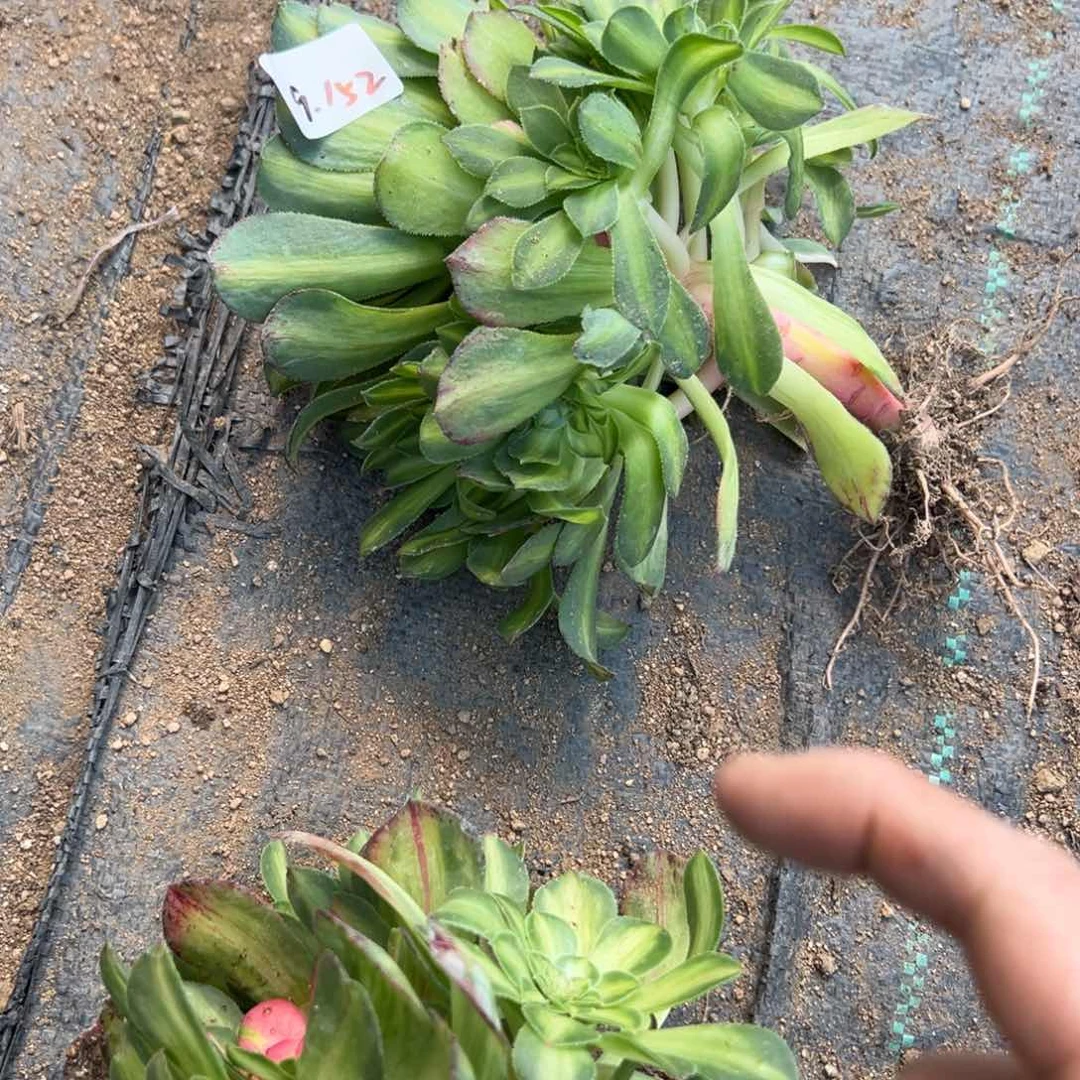 152知否多肉多肉多肉