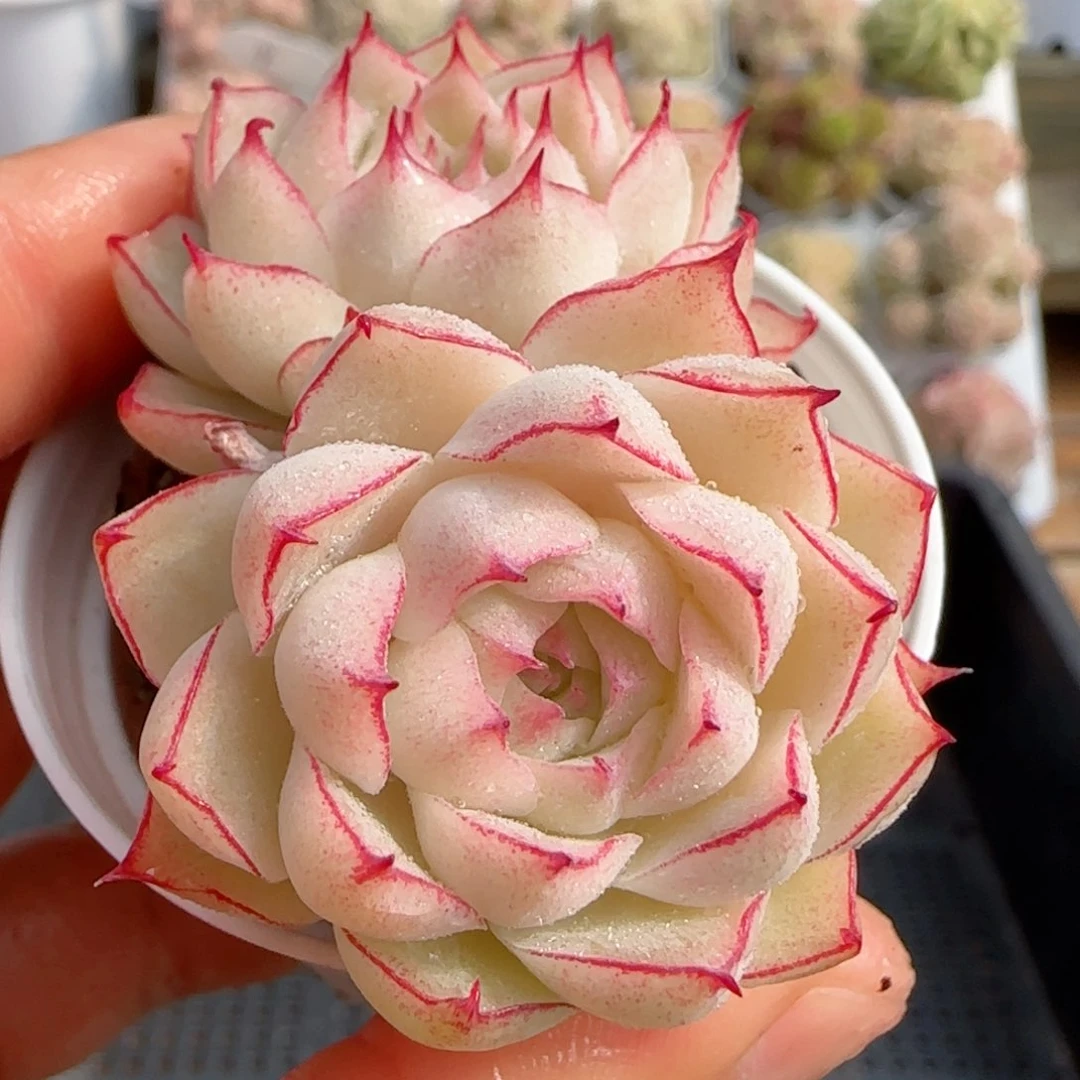 【闪购商品】0119-101女王福利