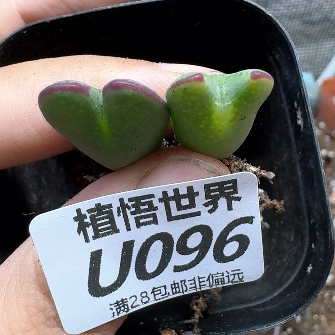 多肉植物的润泽rghh