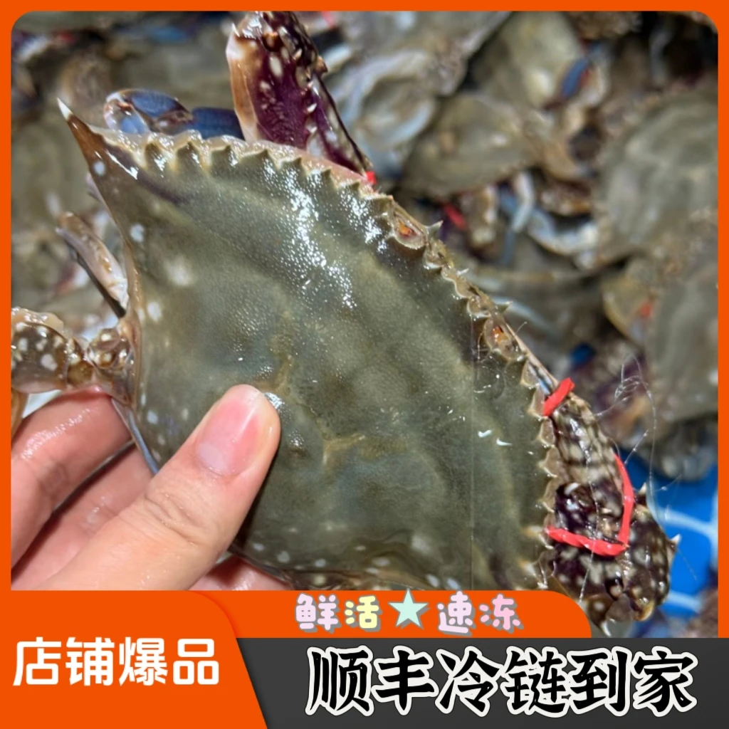 【头姐】【保鲜不保活】冷冻梭子蟹顺丰发货质量保证2-4两每只，总5斤