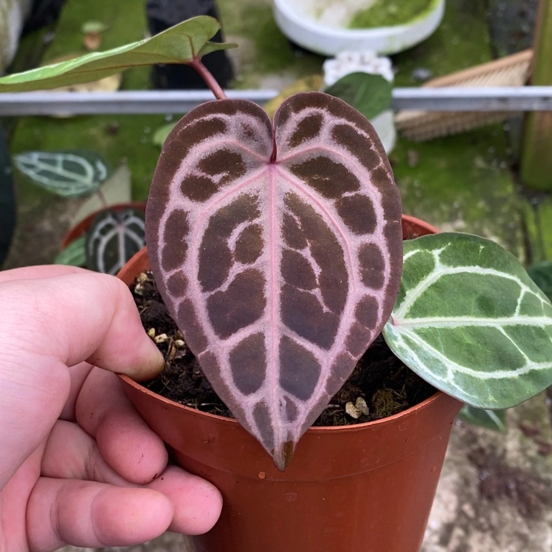 无花朵nse红水晶花烛小