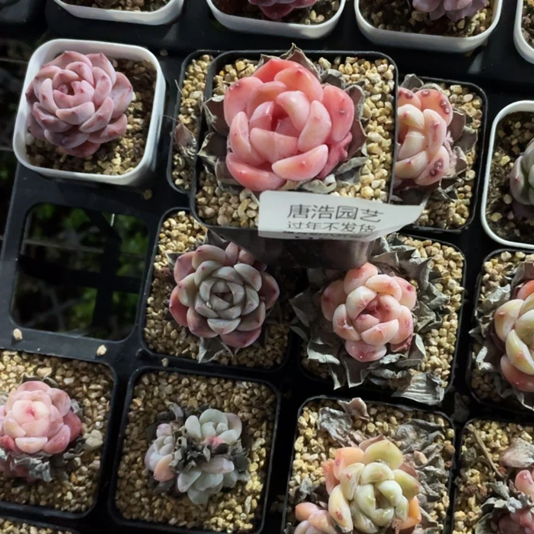 木*果糖心一物一拍059