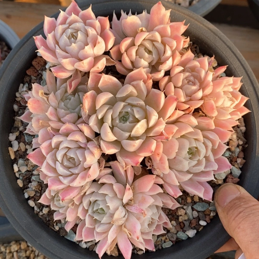 精品多肉一物一拍107