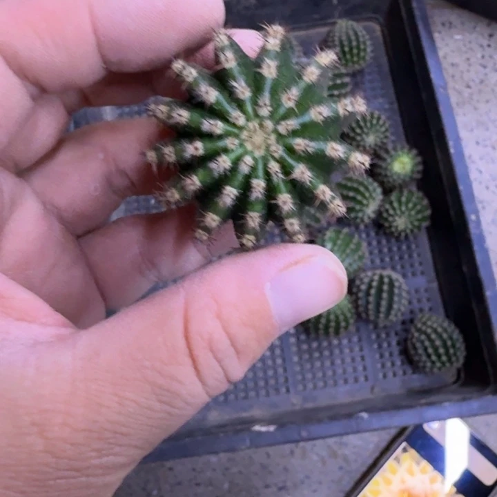 251金刚歪无根侧牙3公分左右,20包邮